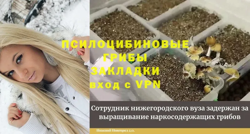 дарнет шоп  Уссурийск  darknet клад  Псилоцибиновые грибы GOLDEN TEACHER 